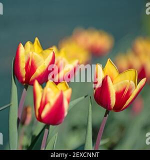 Tulipani in fiore in un primo piano Foto Stock