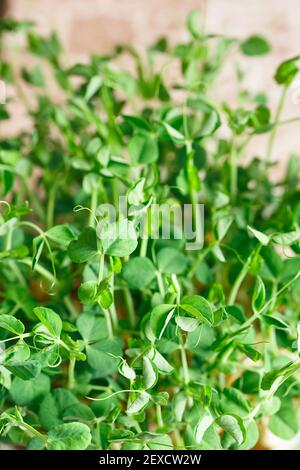 Piselli micrograni con semi e radici. Semi di piselli germogliati. Micro green germoglianti. Germinazione di seme a casa. Concetto di alimentazione vegana e sana. Ringhino Foto Stock