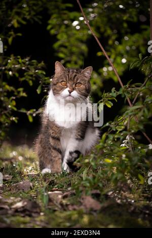 tabby gatto shorthair britannico bianco seduto a terra all'aperto in natura circondata da piante Foto Stock