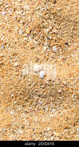 Uno scatto verticale closeup della spiaggia di sabbia sassosa in colori marrone Foto Stock