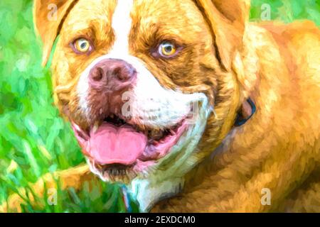 Carino cane, dogue de bordeaux Foto Stock