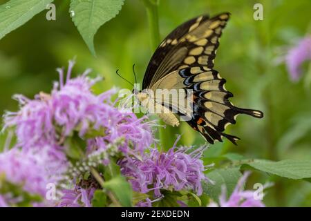 Farfalla gigante a coda di rondine (cresphontes papilio) Foto Stock