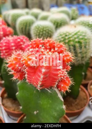 Pentola di cactus in miniatura decorare nel giardino. Vari tipi bel mercato di cactus o cactus farm.Beautiful piante in vaso cactus.Different Foto Stock