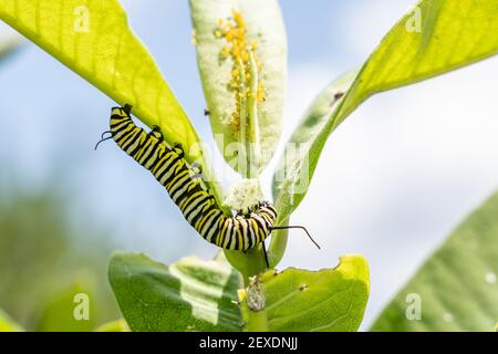Primo piano di alimentazione del capterpilone della farfalla monarca su foglia di alghe. Foto Stock