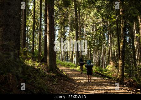 Vista posteriore di escursionisti avventurosi che camminano su una collina circondato da alberi nel parco Foto Stock