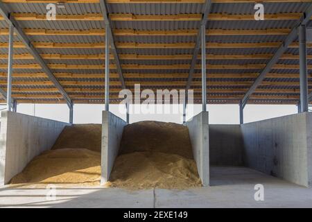 Magazzino per deposito di grano. Vista all'interno di un grande deposito di essiccamento di grano. Hangar di deposito di grano. Complesso agricolo in una fattoria Foto Stock