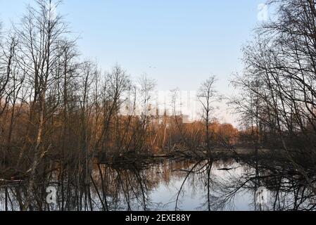 Piccolo fiume in campagna tra alberi in primavera o in autunno stagione. Concetto di fauna selvatica. Palude in una foresta. Zone umide in declino e sotto minaccia. il pr Foto Stock