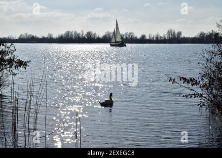 Un bel cigno bianco che nuota in un lago vicino a Gassel, Paesi Bassi, con una barca sullo sfondo Foto Stock