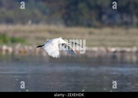 L'Ibis Bird, con la testa nera, sta volando sulle paludi Foto Stock