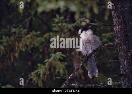 Un fieno selvaggio del Canada (Perisoreus canadensis) è appollaiato su un ramo di un albero nella foresta. Foto Stock