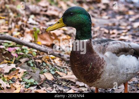 Un'anatra di mallard bagnata (Anas platyrhynchos) si erge sulla terra in autunno, circondata da foglie cadute. Guardando da un lato, questo uccello maschio mostra fuori la v Foto Stock