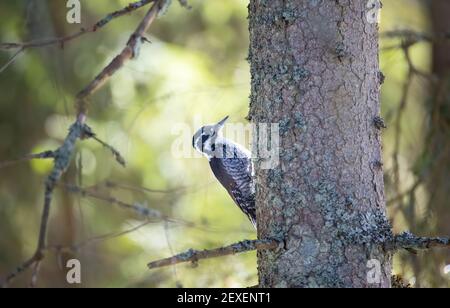 Tre picchio Picoides tridactylus su un albero alla ricerca di cibo, la foto migliore. Foto Stock