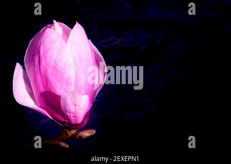 Grande fiore di magnolia sull'acqua scura. Macro artistica primo piano. Eleganti petali bagnati che si illuminano e si modellano nell'acqua. Foto di alta qualità Foto Stock