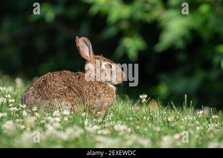 Carino coniglio selvatico furry nel campo di trifoglio Foto Stock