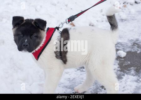 cane cucciolo americano akita Foto Stock