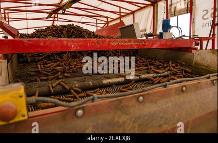 Carote che rotolano attraverso macchinari agricoli durante il raccolto presso la Luffness Mains Farm, East Lothian, Scozia, Regno Unito Foto Stock