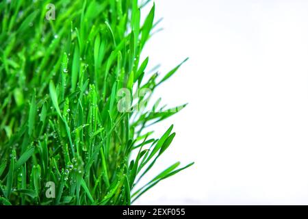 Micro greensweatgrass foglie isolate su sfondo bianco. Cibo sano, prodotti biologici freschi e ristorante servind concetto. Vista dall'alto attivata Foto Stock