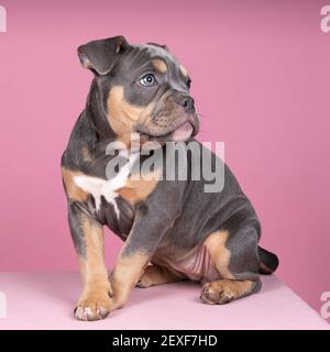Un ritratto di un vecchio cucciolo di bulldog inglese carino guardando lontano dalla fotocamera su uno sfondo rosa Foto Stock