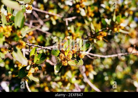 Piccoli fiori gialli profumati di fibbio mediterraneo -rhamnus alaternus- Foto Stock