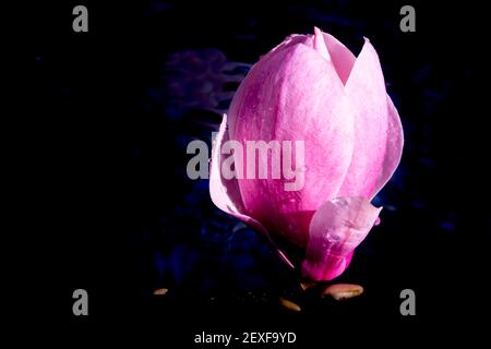 Grande fiore di magnolia sull'acqua scura. Macro artistica primo piano. Eleganti petali bagnati che si illuminano e si modellano nell'acqua. Foto di alta qualità Foto Stock
