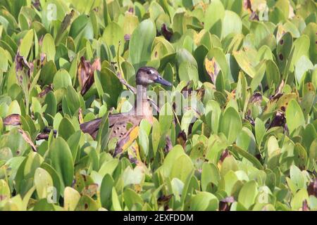 Femmina del Teal Brasiliano (Amazonetta brasiliensis) nascosto nel fogliame acquoso Foto Stock