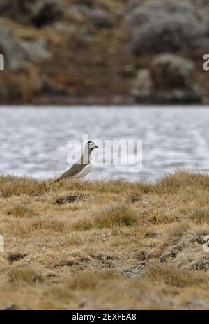 Lapwing macinato (Vanellus melanocephalus) adulto in piedi sulla brughiera vicino al lago Bale Mountains NP, Etiopia Aprile Foto Stock