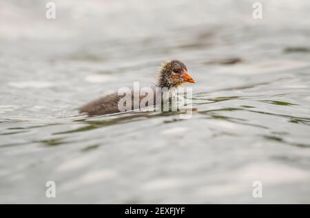 Coot giovanile, primo piano su un lago in primavera in Scozia Foto Stock