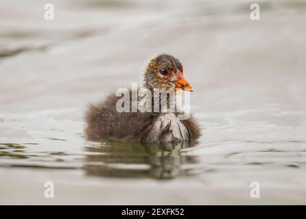 Coot giovanile, primo piano su un lago in primavera in Scozia Foto Stock