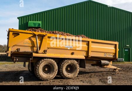 Rimorchio del trattore caricato con le carote durante il raccolto, Luffness Mains Farm, East Lothian, Scozia, Regno Unito Foto Stock