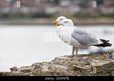 Due Seagulles in piedi su un vecchio muro Foto Stock
