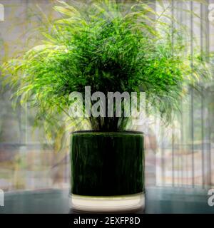 ICM di pianta di vaso domestica Foto Stock