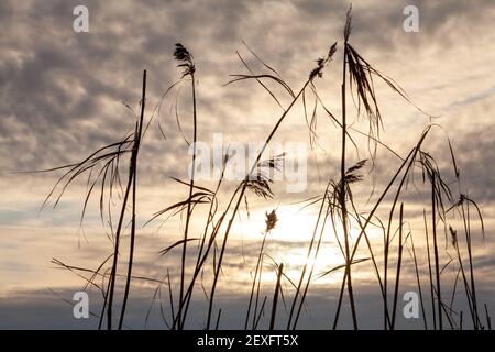 Primorsk, distretto di Vyborgsky, Leningrado Oblast, Russia. Foto Stock