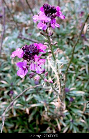 Erysimum linifolium Bowles Mauve Wallflower Bowles Mauve – fiori di malva e viola con petali arrotondati, sfumature, marzo, Inghilterra, Regno Unito Foto Stock