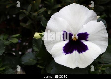 Viola x wittrockiana ‘Spring Matrix White blotch’ White Pansy with dark purple blotch, March, England, UK Foto Stock