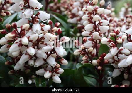 Pieris japonica ‘Bonfire’ Japanese Andromeda Bonfire – fiori bianchi a forma di urna con tepali rossi e foglie verdi, marzo, Inghilterra, Regno Unito Foto Stock