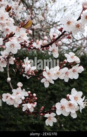 Prunus cerasifera prugna di ciliegia – piccoli fiori bianchi a forma di ciotola con molte stampigliature, steli rossi, foglie di marrone verde, marzo, Inghilterra, REGNO UNITO Foto Stock