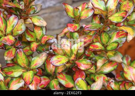 Coprosma repens ‘Lemon and Lime’ Looking Glass Plant Lemon and Lime – foglie di ovato lucide multicolore, marzo, Inghilterra, Regno Unito Foto Stock