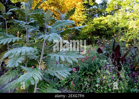 Bocconia frutescens, papavero plume, papavero albero, celandine albero, parrotweed, daisy occhio di mare, John Crow Bush, foglie, fogliame, piantagione mista, giardino, estate, esotico Foto Stock