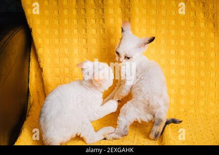 Due simpatici piccoli piccoli gatti gattino Devon Rex Kittens bianco giocano insieme su sfondo giallo Plaid. Gatto di razza inglese dai capelli corti. Shorthair PET Foto Stock