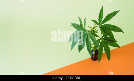 CBD olio di Cannabidiolo e foglie di cannabis su sfondo arancione e verde minimo. Olio di canapa CBD in pipetta Foto Stock