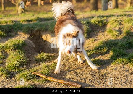 giovane cane collie bordo bagnato agitando asciuga il suo cappotto con bella luce pomeridiana. Foto Stock