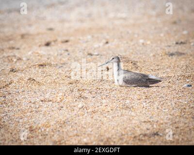 Willet sulla spiaggia Foto Stock