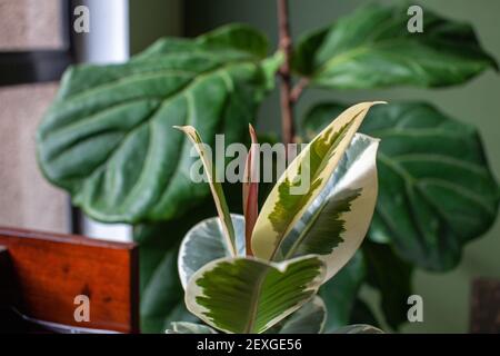 Un piccolo albero di gomma varigata (Ficus Elastica variegata) si trova in una pentola bianca su una scrivania che decora un ufficio domestico, con un fico di foglia di Fiddle nel backgro Foto Stock