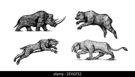 Orsetto e leone della Grotta di rinoceronte. Panthera Sabre tigre dentata. Animale d'epoca. Mammiferi retrò. Schizzo inciso disegnato a mano. Illustrazione Vettoriale