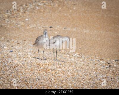 Carino piccolo uccello di willet sulla riva Foto Stock