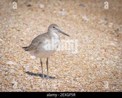 Carino piccolo uccello di willet sulla riva Foto Stock