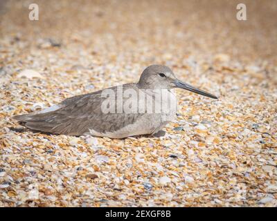 Carino piccolo uccello di willet sulla riva Foto Stock