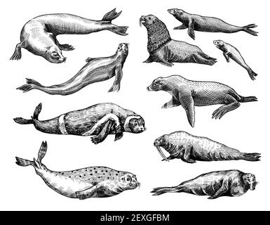 Foca di pelliccia, leone e tricheco di mare di steller, nastro ed elefante, senza terra e foca di porto. Creature marine, animali nautici o pinnidi. Vintage retro Illustrazione Vettoriale