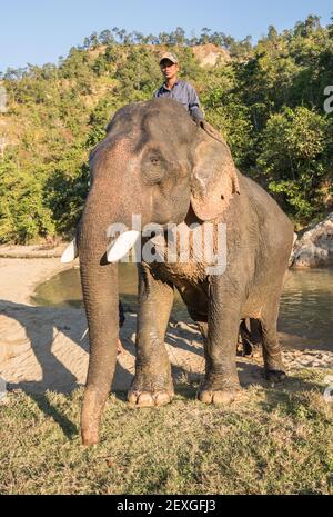 Elefanti al campo degli elefanti di Pyar Swe, Myanmar Foto Stock