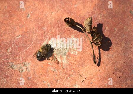 Primo piano di un'ape morta su un rustico terra accanto a un torello asciutto con spazio per la copia Foto Stock